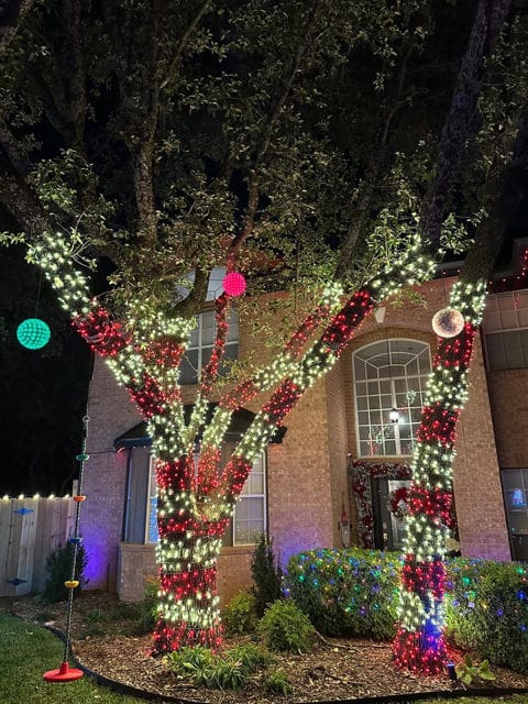 Brighten Your Holidays with Colorful Trees